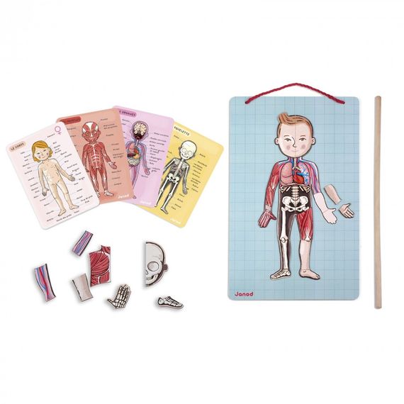Игровой магнитный набор Janod Тело человека J05491 (J05491)