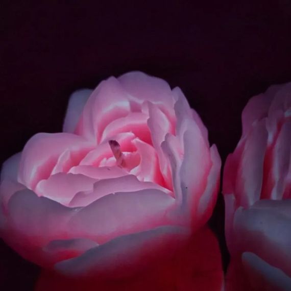 Свічка троянда люмінесцентна GlowKink 62 г, низькотемпературна, L, для БДСМ, персикова Sex Aura | Зображення 2
