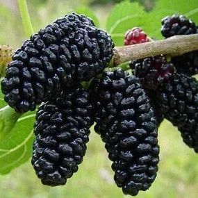Шовковиця "Шеллі"