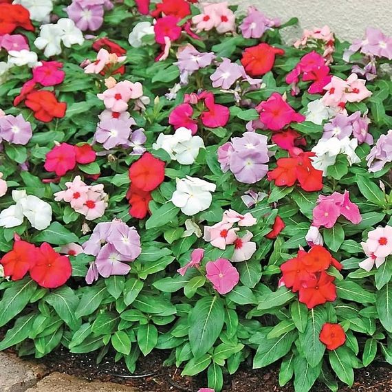 🌸Насіння Барвінок “Перший поцілунок” GL Seeds 0,1 г | Зображення 1