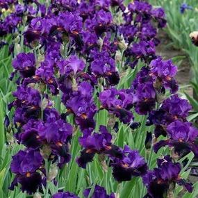 Ірис Local Color (кореневища)