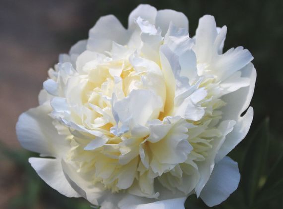Півонія Duchesse de Nemours (кореневища) | Зображення 1
