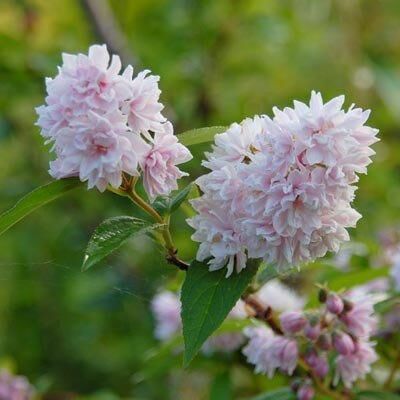 Дейція Pom-Pom (саджанці)