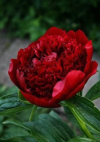 Півонія Red Charm (кореневища)
