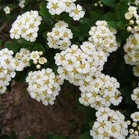 Спірея Vanhouttei (саджанці)