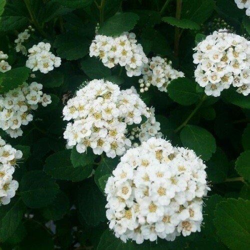 Спірея Tor (саджанці)
