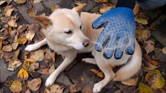 Перчатка для вычесывания шерсти True Touch, Тру Тач, Pet Glove | Зображення 6