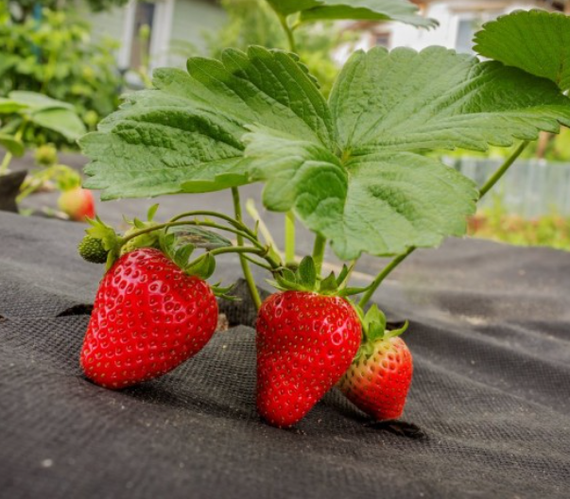 Агроволокно  50 г/м2 1.07 х 100 м. чорне "Shadow" (Чехія) 4% термоізоляційний настил для рослин | Зображення 9