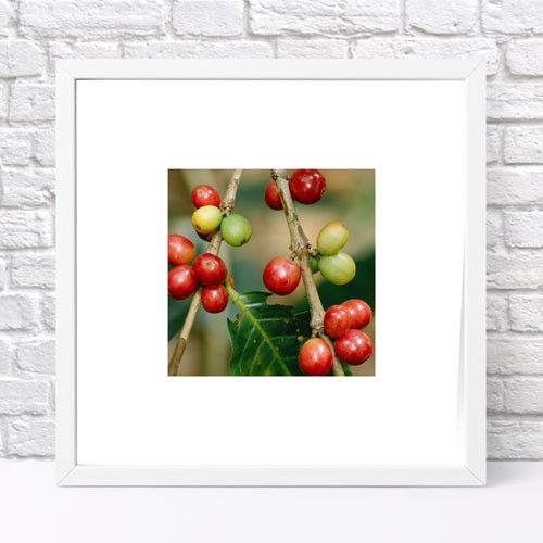 Постер у рамці Кофейная ягода 30x30 см (WKMT_COF001_WH)