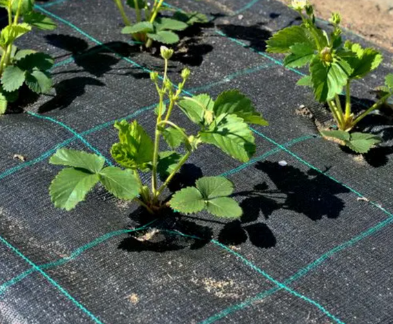 Комплект  колышков для крепления агроволокна, агроткани, геотекстиля (20 штук) | Зображення 4