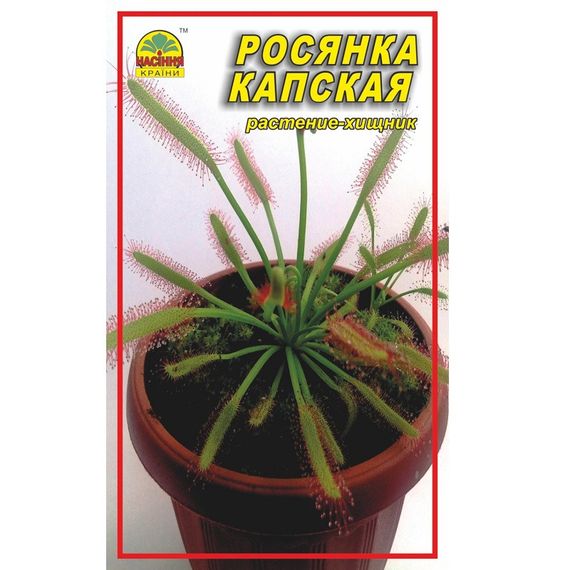 Насіння Росянка капська 5 шт. (Насіння країни)