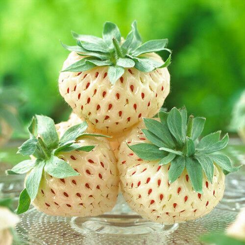 Полуниця Пойнберрі 5 шт (Pineberry) (ремонтантний сорт) | Зображення 3