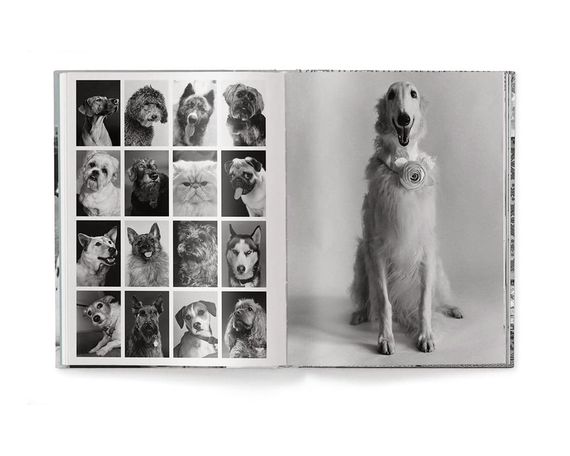 Работы известных фотографов книга Эллиотта Эрвитта с фотографиями собак Elliott Erwitt: Dogs (компактная) | Зображення 2