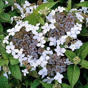 Гортензія Lanarth White (сажінці)