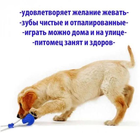 Многофункциональная игрушка для собак канат на присоске с мячом | Зображення 5