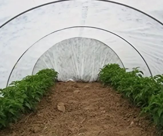 Агроволокно 19 г/м2 1,6 х50м "Shadow" (Чехія) 4% білий спанбонд для городу | Зображення 9