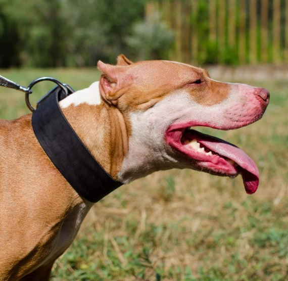 Классический ошейник из натуральной кожи "Lockdog" черный | Зображення 3