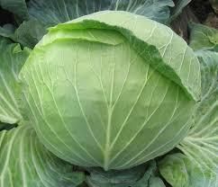 Насіння капусти Амагер 0.5 кг | Зображення 1