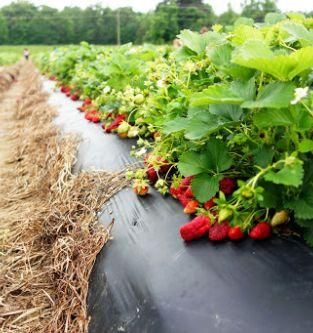 Плівка 30 мкм 1 м*1000м Shadow чорна мульчувальна для полуниці | Зображення 5