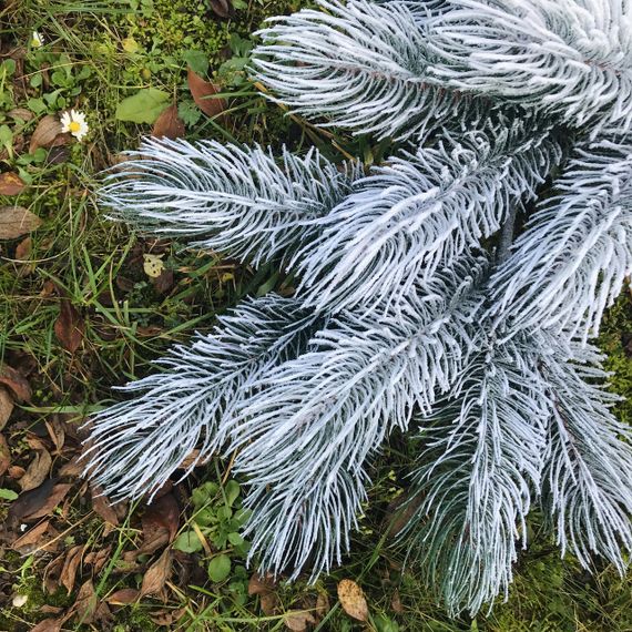 Декоративна штучна хвоя лита гілка ялинки Сосна 60 см засніжена | Зображення 3