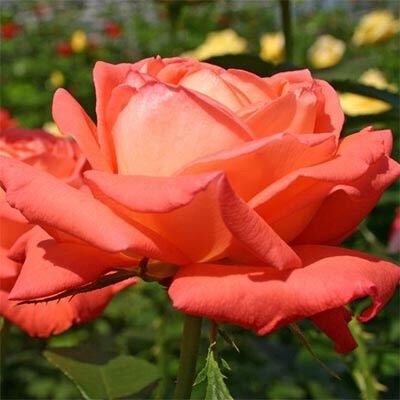Троянда Köningin der Rosen (саджанці) | Зображення 2