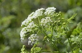 Болиголов (трава), 500г