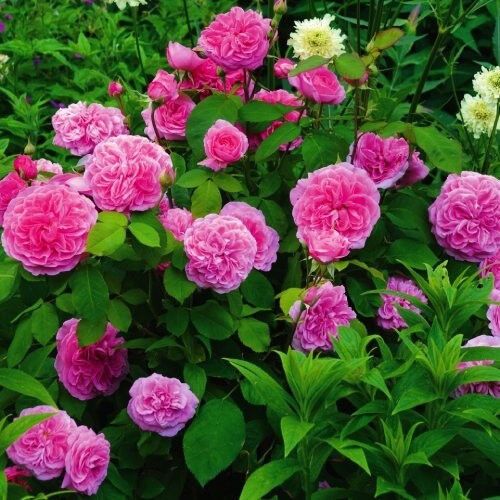 Троянда Gertrude Jekyll (саджанці) | Зображення 2