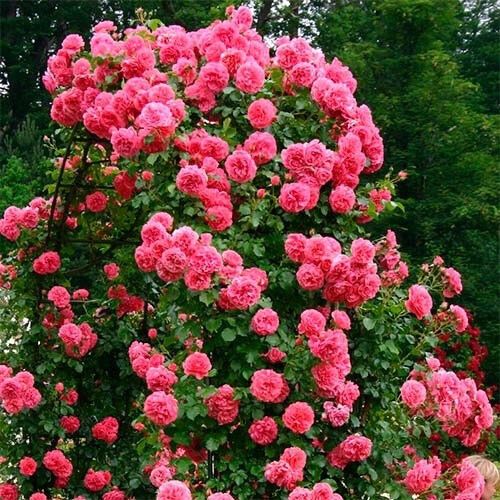 Троянди Rosarium Uetersen (саджанці)