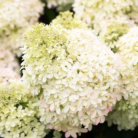 Гортензія Royal Flower (саджанці)