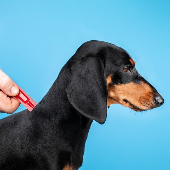 Краплі Provet PROFILINE для собак до 4 кг інсектоакарицид 1 піпетка по 0,5 мл | Зображення 2