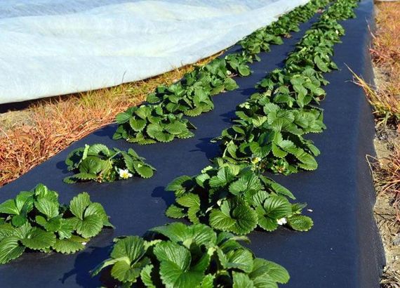 Плівка 30 мікрон 0,8*500м чорна для мульчування полуниці | Зображення 4