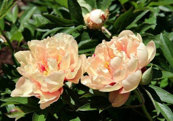 Півонія Канарі Діамантс (Paeonia Canary Brilliants) (кореневище) | Зображення 2