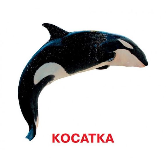 Розвиваючі картки для дітей Хто у воді живе J802у, 18 картинок | Зображення 1