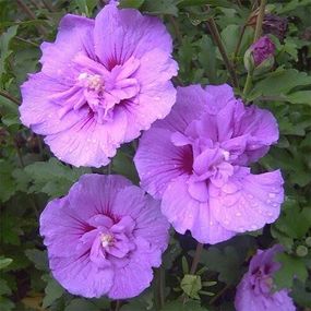 Гібіскус Сирій Lavender Chiffon (саджанці)
