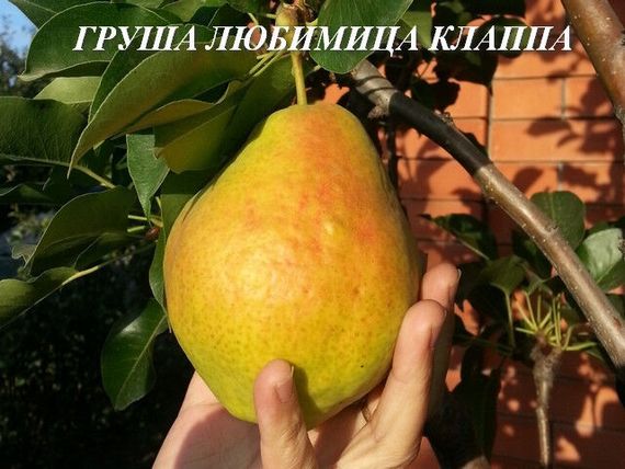 Груша "Любимица клапа" | Зображення 5