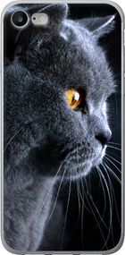 Чехол на iPhone SE 2020 Красивый кот "3038u-2013-17620"