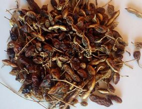 Софора японська (плоди), 100г.