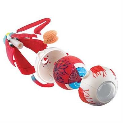 Набор для экспериментов EDU-Toys Модель глазного яблока сборная, 14 см (SK007) | Зображення 2