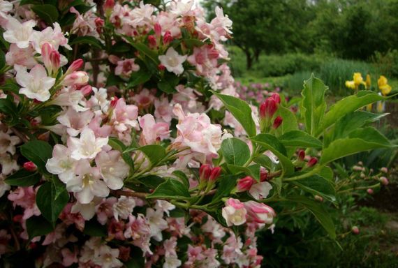 Вейгела "Marjorie" (Weigela Florida) | Зображення 1