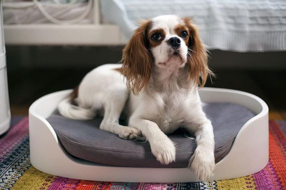 Лежак для животных Keter Pet Bunkbed 17201821, двухъярусный, пластиковый, с подушками, кремовый | Зображення 2