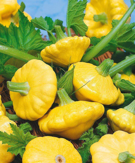 Насіння Патісона помаранчевого 2 г | Зображення 2