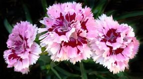 Гвоздика Махрова "Sunflor Megan"