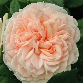 Троянда Garden of Roses (саджанці)