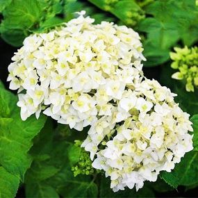 Гортензія First White (сажниці)