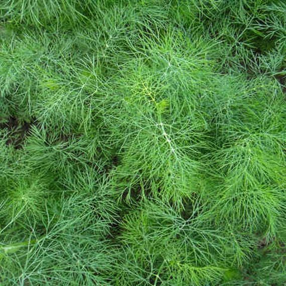 Насіння Кропу кущового 3 г (Насіння країни) | Зображення 1