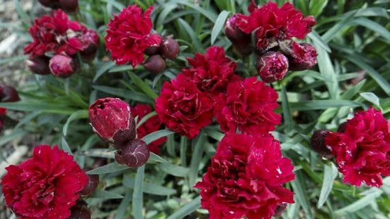 Гвоздика Махрова "Sunflor Desire"