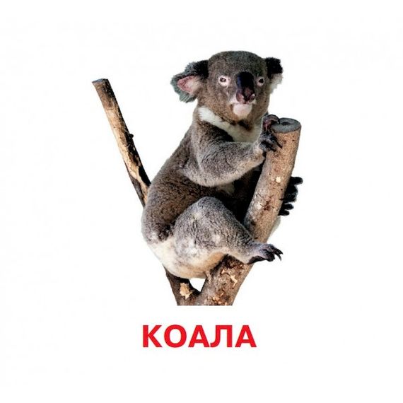 Розвиваючі картки для дітей Дикі тварини J011y, 18 картинок | Зображення 1