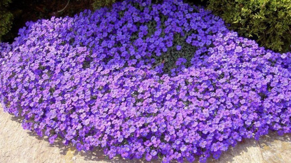 Насіння Віскарія 0,2 г (Насіння країни) | Зображення 2