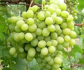 Виноград Мускат Перлинний