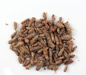 Соснова брунька , 500г.